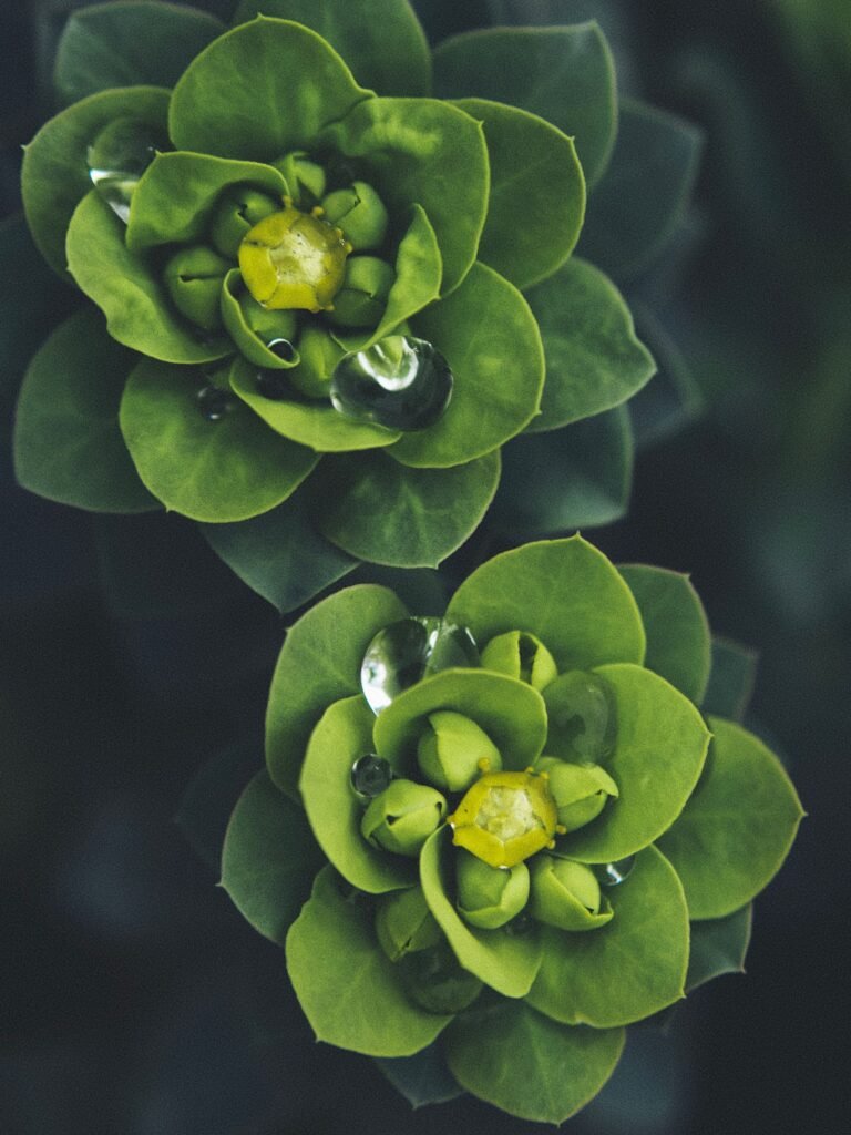 Are There Green Flowers? Are There Green Flowers?