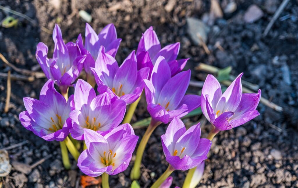 Flowers That Are Purple | Best Picks for Fall & Beyond Flowers That Are Purple | Best Picks for Fall & Beyond