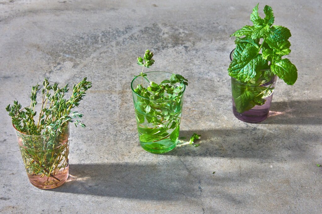 11 Herbs You Can Grow in Just Water (No Soil Needed)