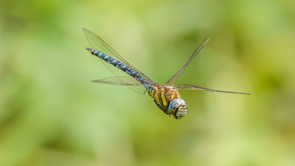 Plants That Attract Dragonflies – 12 Picks for Natural Mosquito Control Plants That Attract Dragonflies – 12 Picks for Natural Mosquito Control
