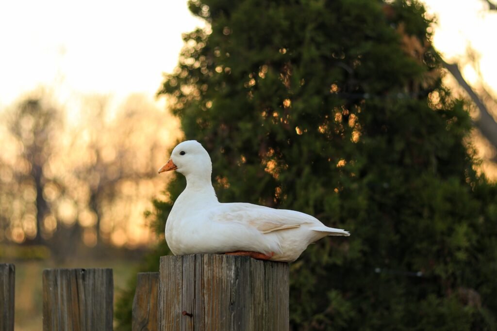 What Is a Porch Goose? The Complete Guide to the Trend
